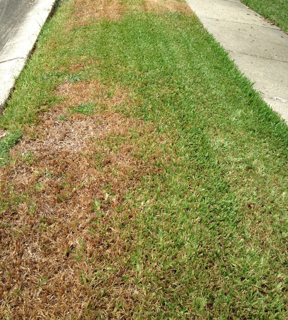 Chinch bug damage in a lawn